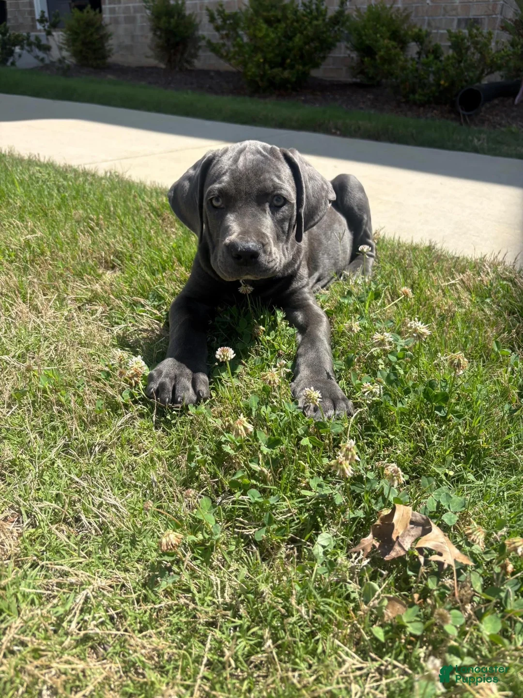 Mixed Breed dogs for sale: Mixed Breed 1 - Ad 2