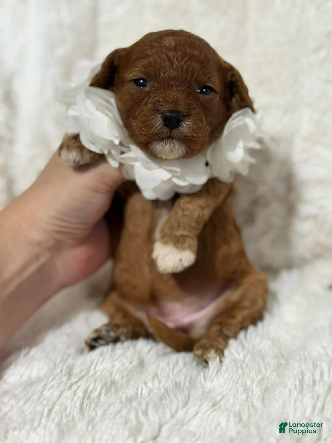 Cavapoo dogs for sale: Freya - Ad 2