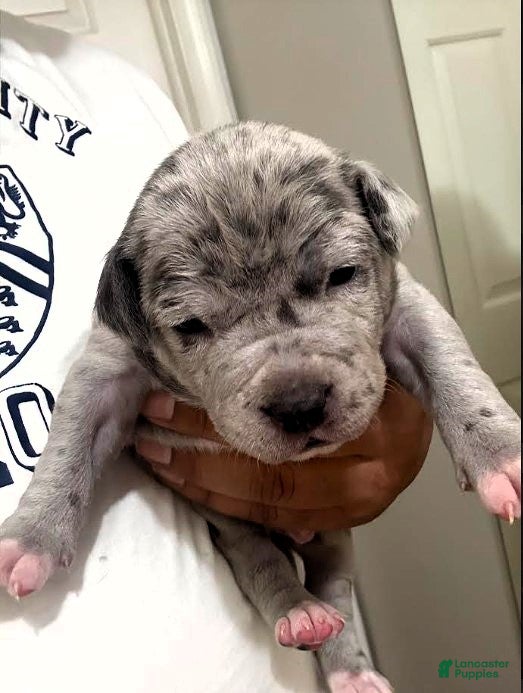 American Bully dogs "LIL KIM" - Ad 14