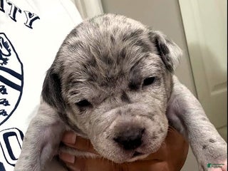 American Bully dogs "LIL KIM" - Ad 5