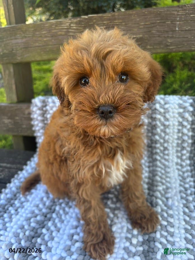 Mini Goldendoodle dogs Babe - Ad 2