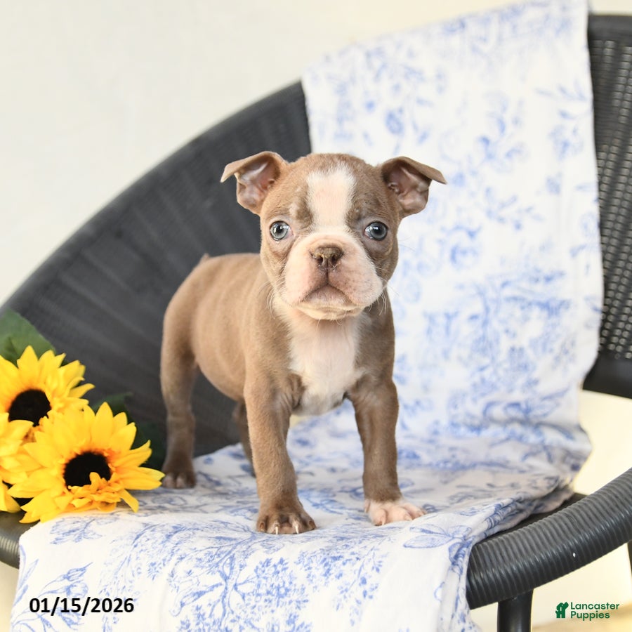 Boston Terrier dogs Cupcake - Ad 2