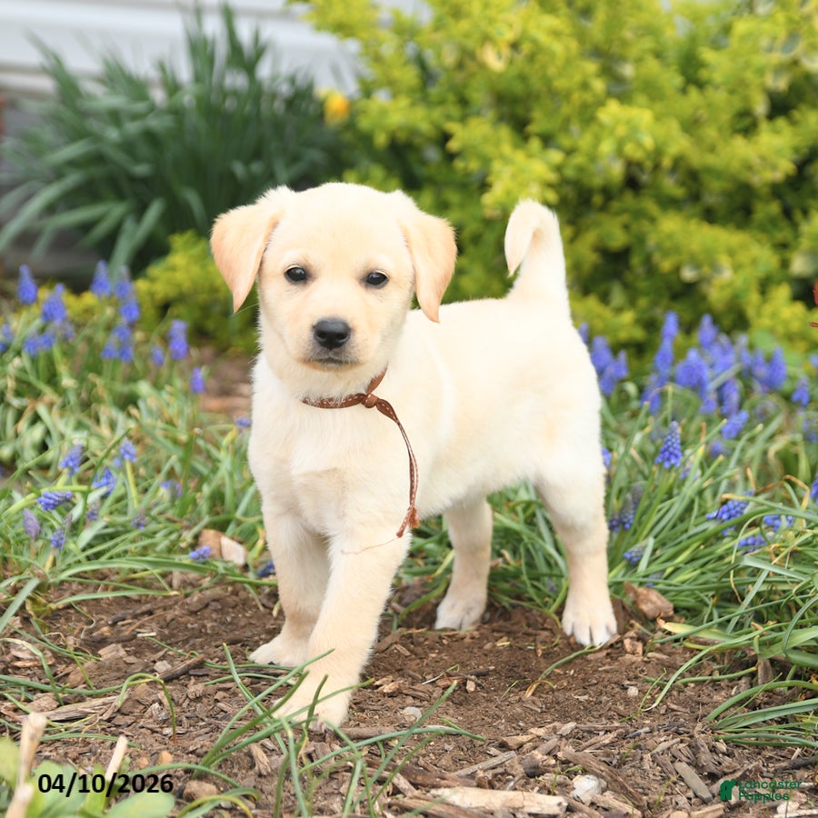 Mixed Breed dogs Coconut - Ad 1