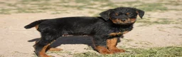 Rottweiler dogs for sale: Rottweiler litter of 5 puppies - Ad 34