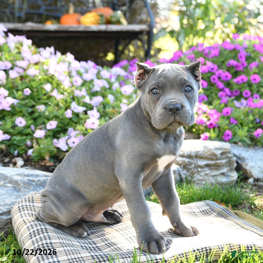 Cane Corso dogs for sale: Titan - Ad 1