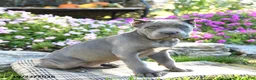 Cane Corso dogs for sale: Titan - Ad 1