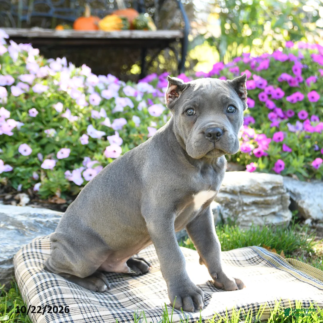Cane Corso dogs for sale: Titan - Ad 1