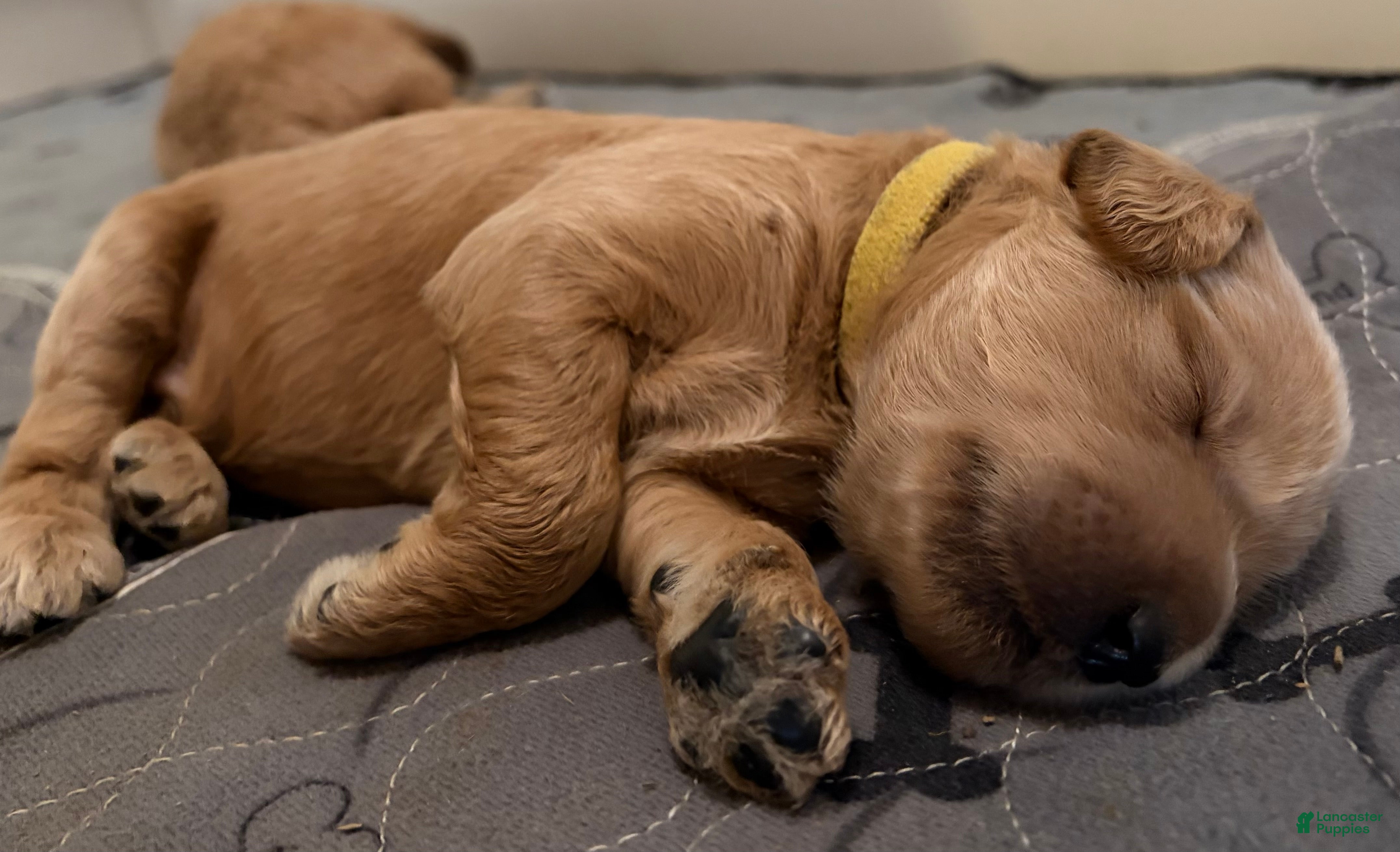 Goldendoodle dogs Larch - Ad 1