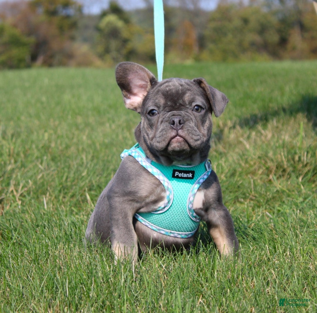 French Bulldog dogs for sale: Bridget - Ad 2