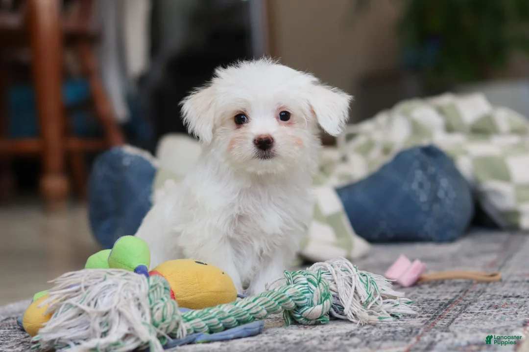 Morkie dogs for sale: Holly - Ad 11