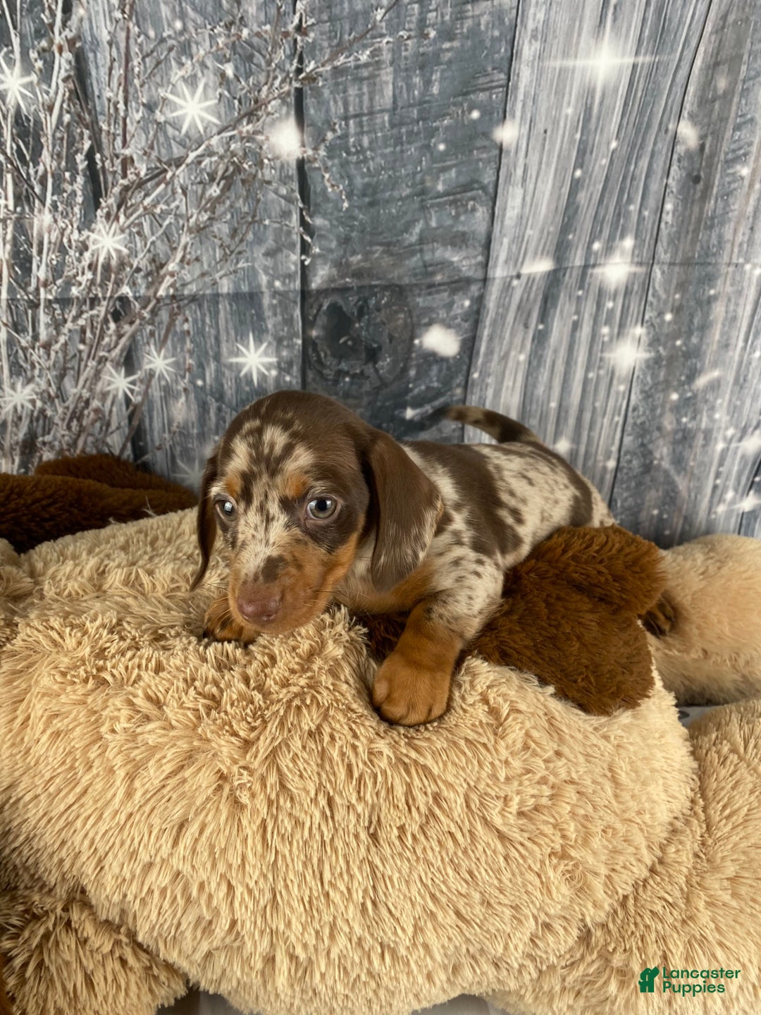 Miniature Dachshund dogs for sale: Luna - Ad 6