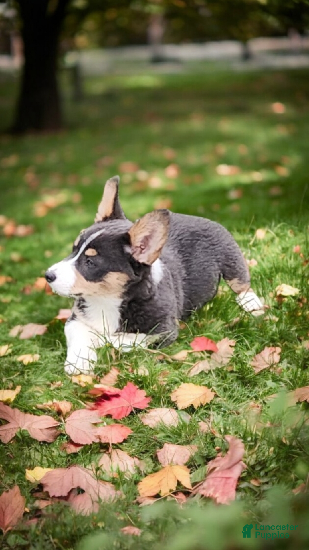 Welsh Corgi Pembroke dogs for sale: Apple Bluie - Ad 16