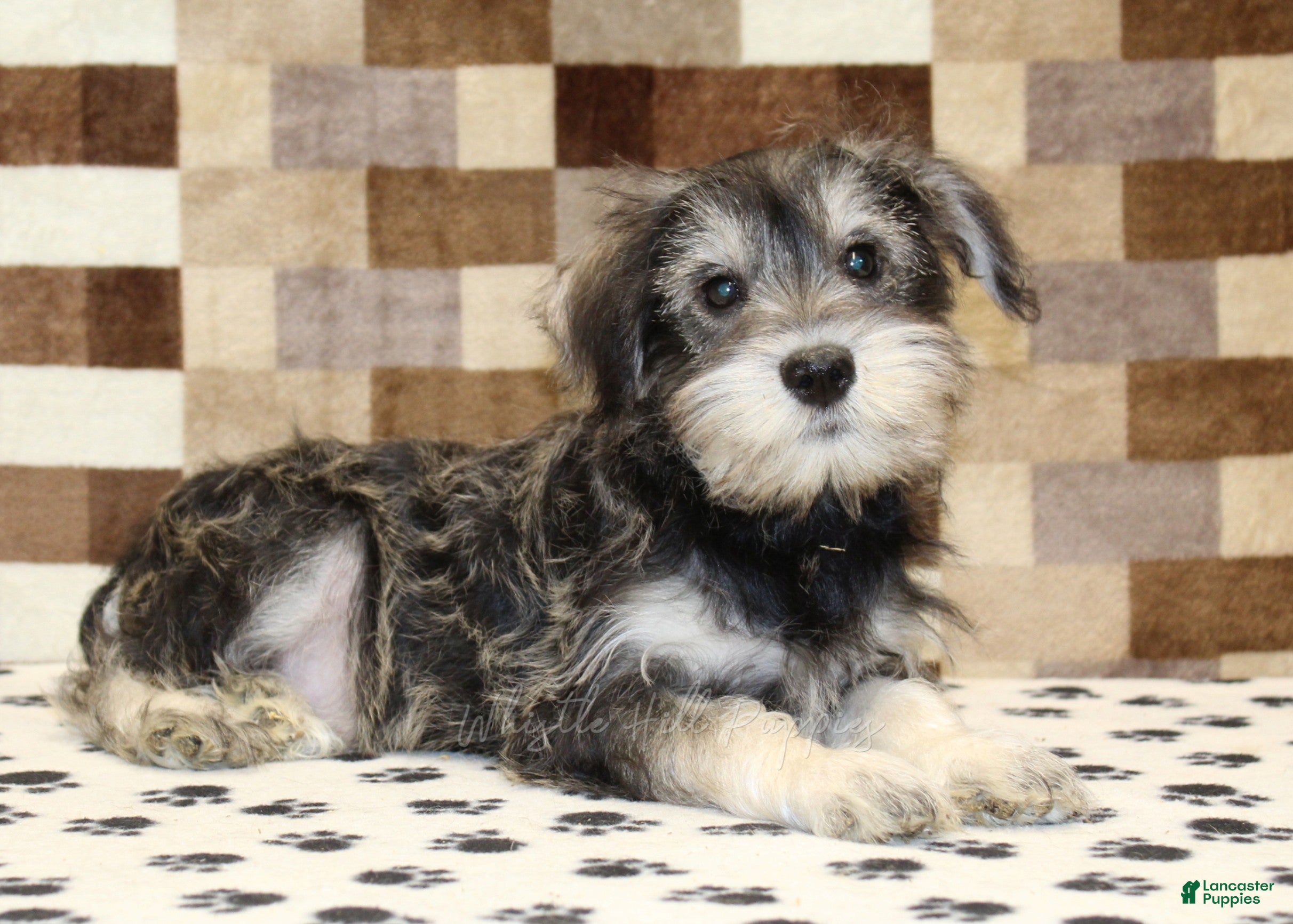 Miniature Schnauzer dogs Elmo - Ad 2