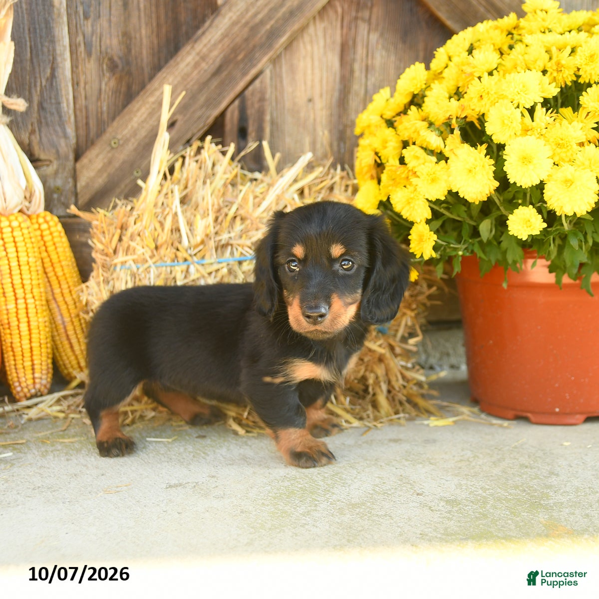 Juneau (Dachshund, Female) in Narvon, PA