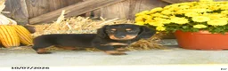 Miniature Dachshund dogs for sale: Juneau - Ad 1