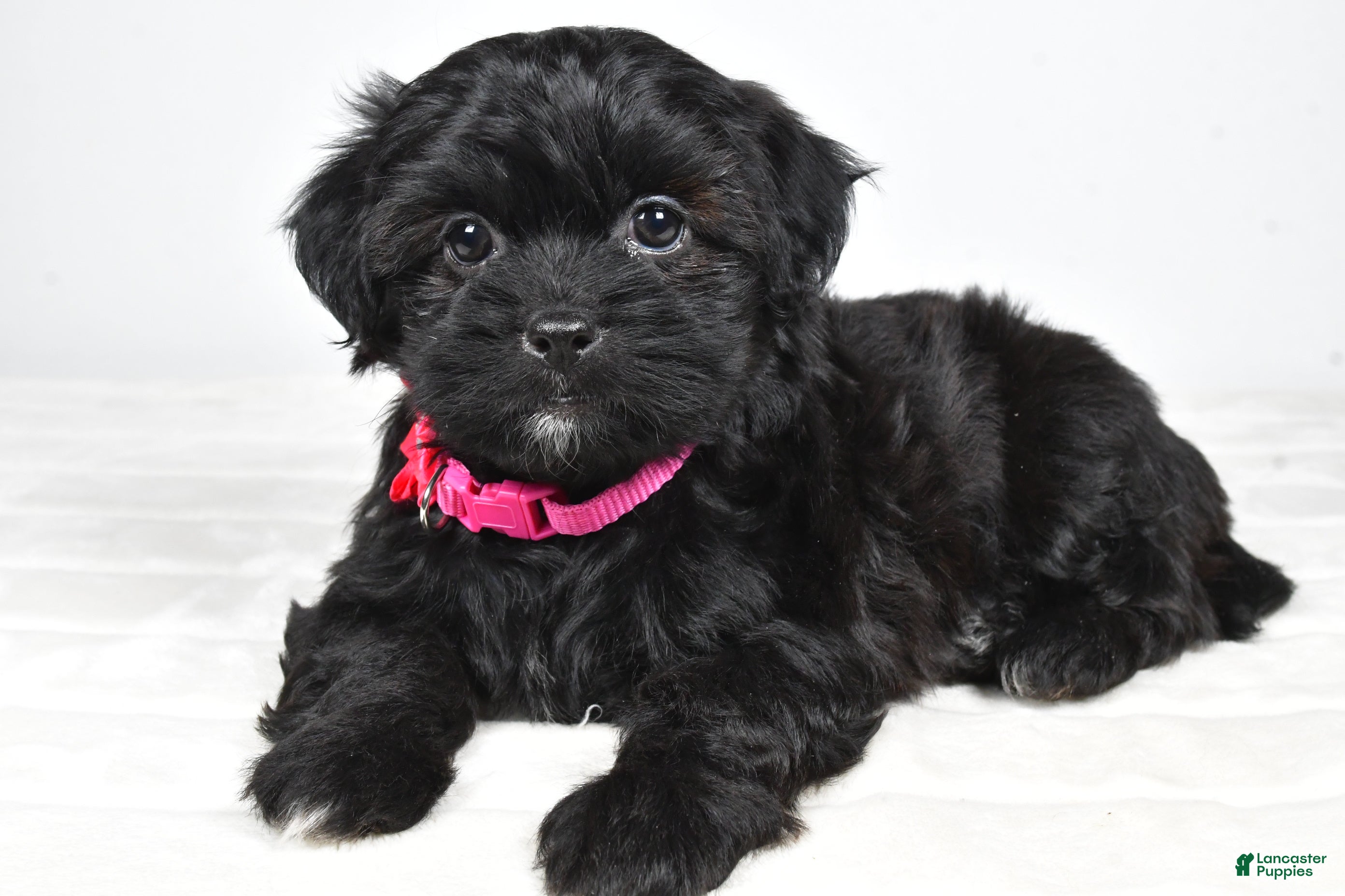 Shihpoo dogs Izzy - Ad 2