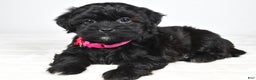 Shihpoo dogs for sale: Izzy - Ad 3