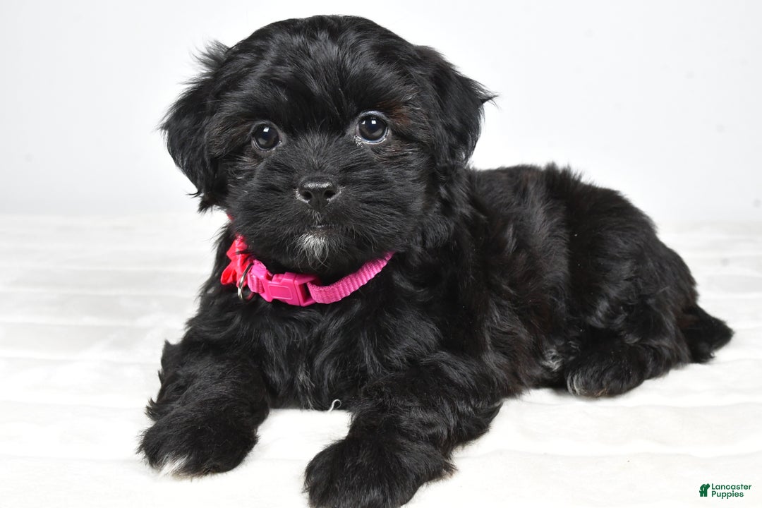 Shihpoo dogs for sale: Izzy - Ad 3