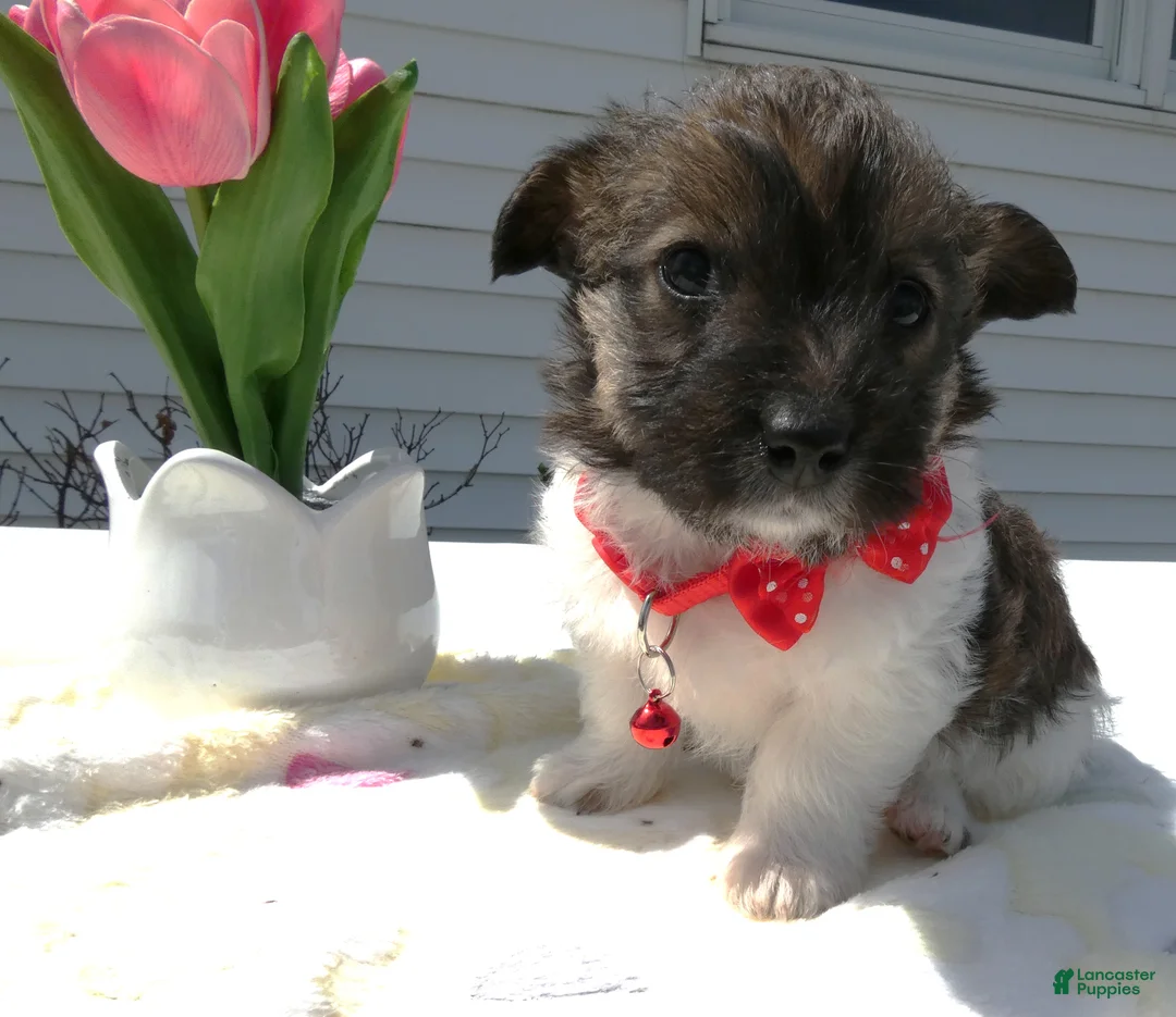 Maltipoo dogs for sale: Maltipoo Puppy 1 Prince - Ad 2