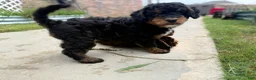 Mixed Breed dogs for sale: Star - Ad 5