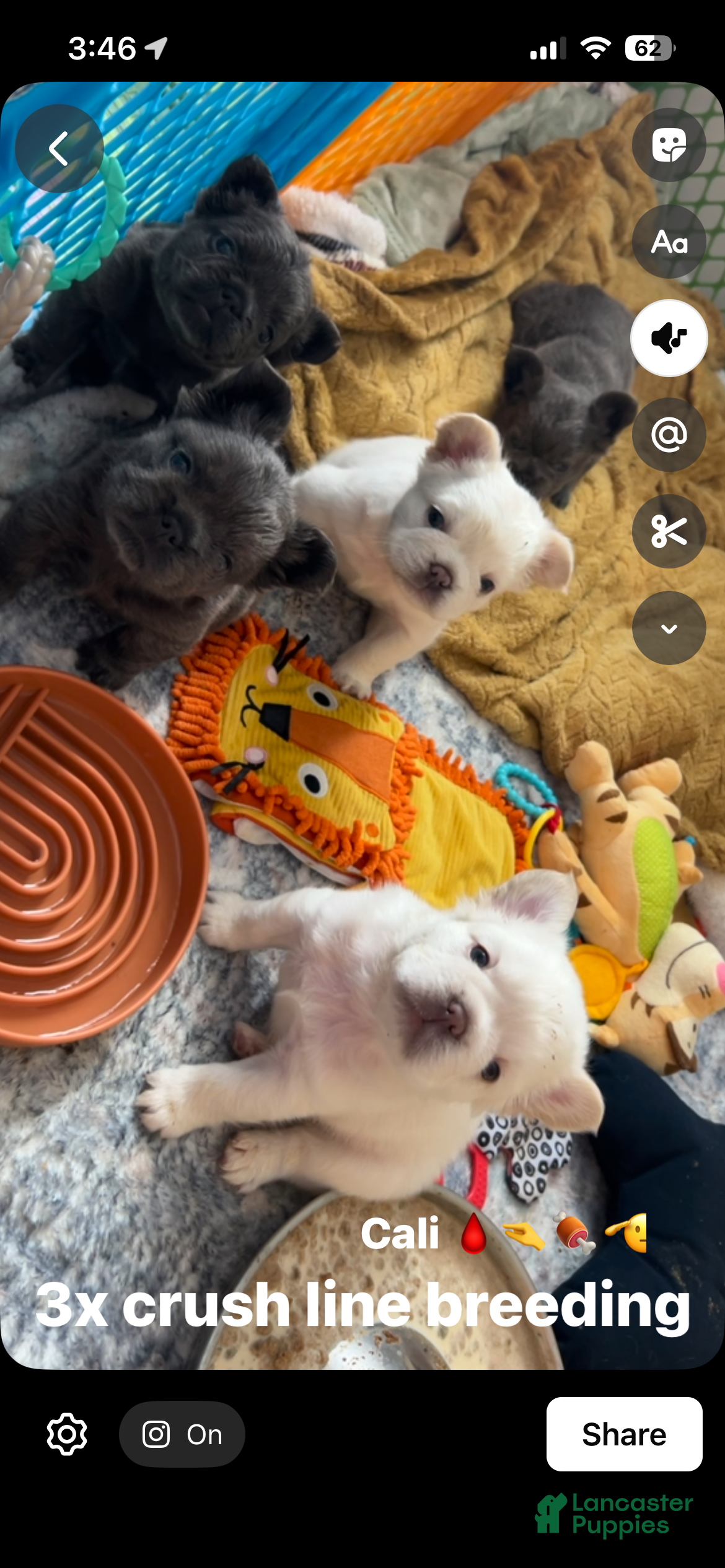 French Bulldog dogs French Bulldog Puppy 4 - Ad 1