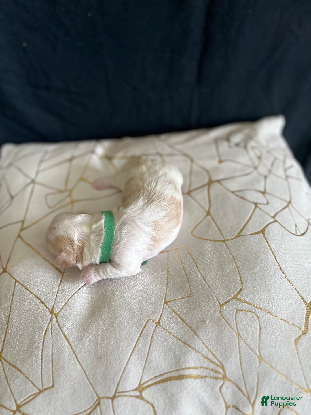 Shih Tzu dogs for sale: Clover - Ad 5