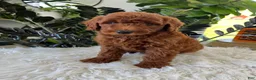 Mini Goldendoodle dogs for sale: Archie  - Ad 5