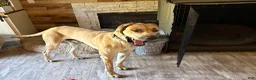 Great Dane dogs for sale: Magenta  - Ad 8