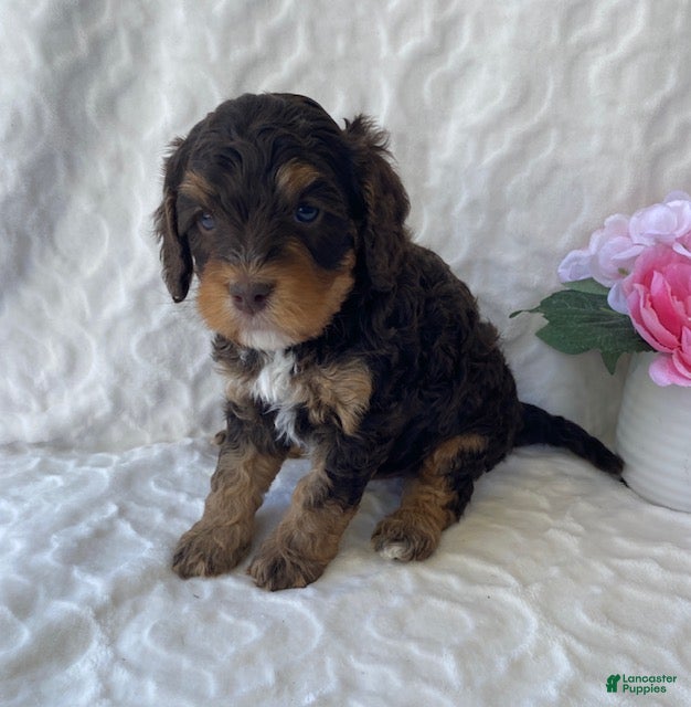 Cavapoo dogs for sale: Norman- chocolate tri - Ad 4