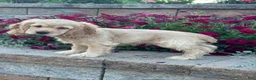 Cocker Spaniel dogs for sale: Captain - Ad 3