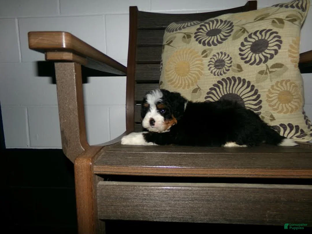 Mini Bernedoodle dogs for sale: Arnold - Ad 6