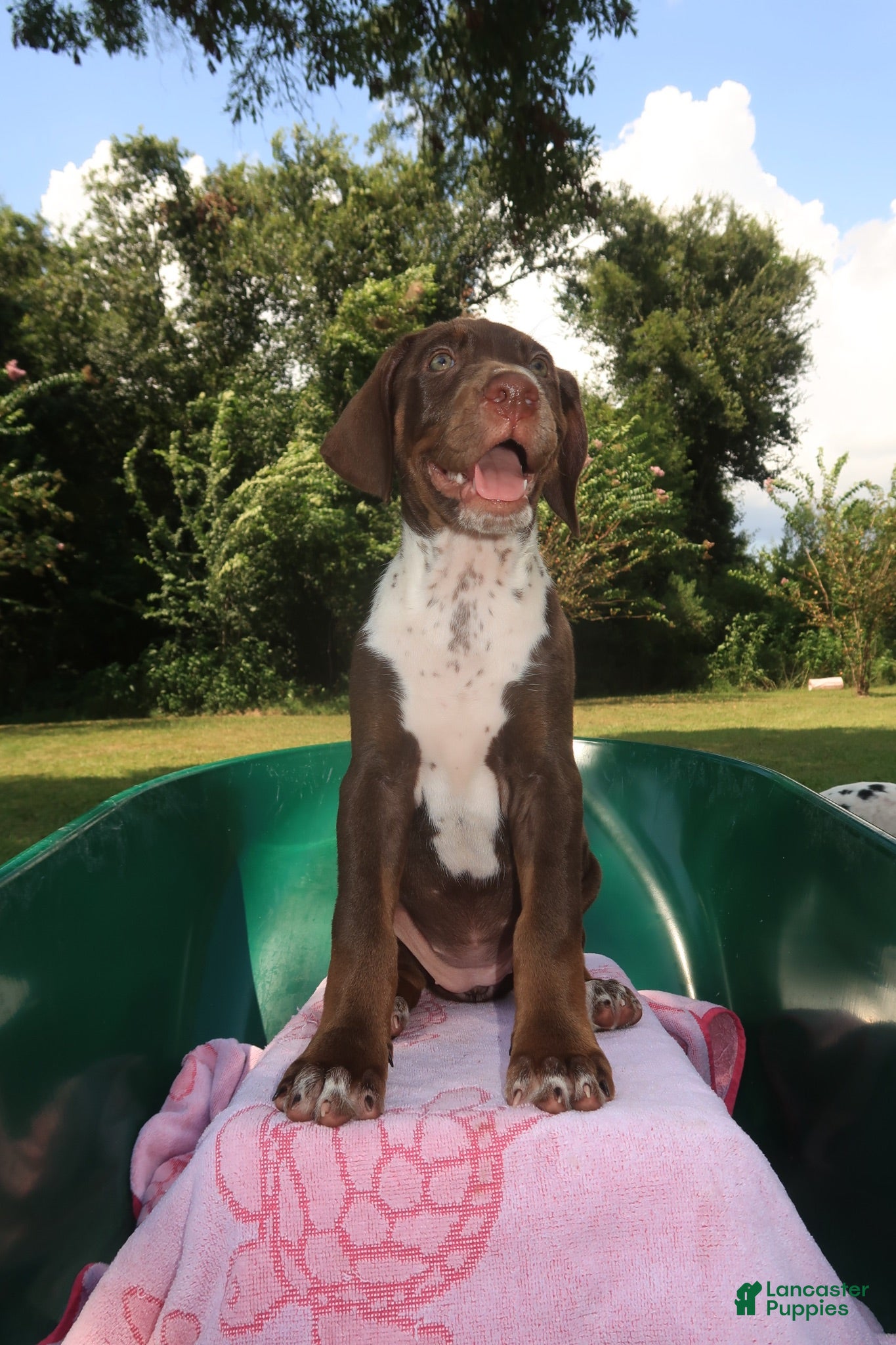 Mixed Breed dogs Cinnamon - Ad 1