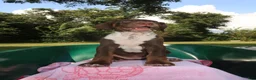 Mixed Breed dogs for sale: Cinnamon - Ad 1