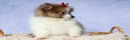 Pomeranian dogs for sale: Everest🐾 - Ad 16