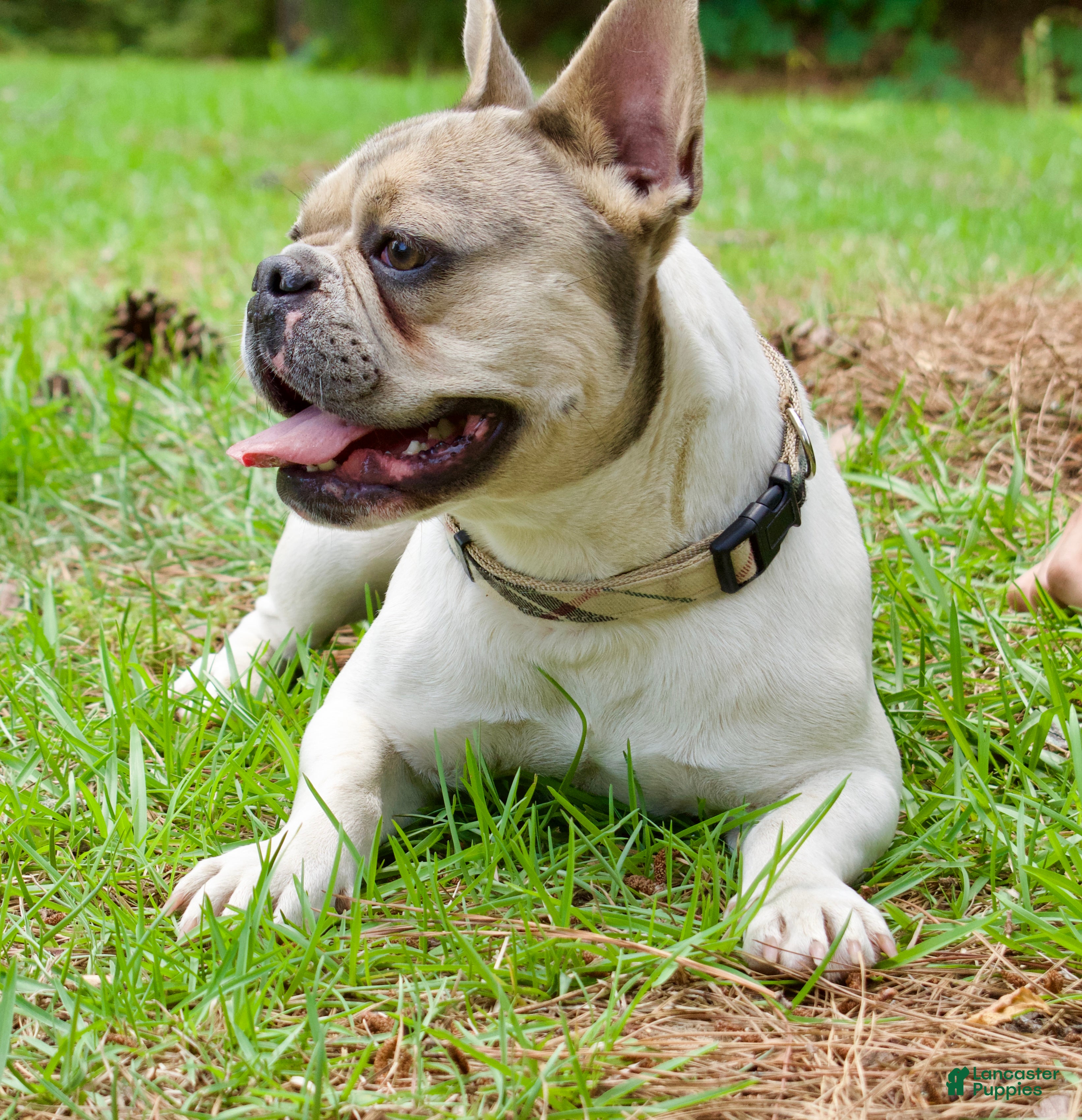 French Bulldog dogs Piper - Ad 2