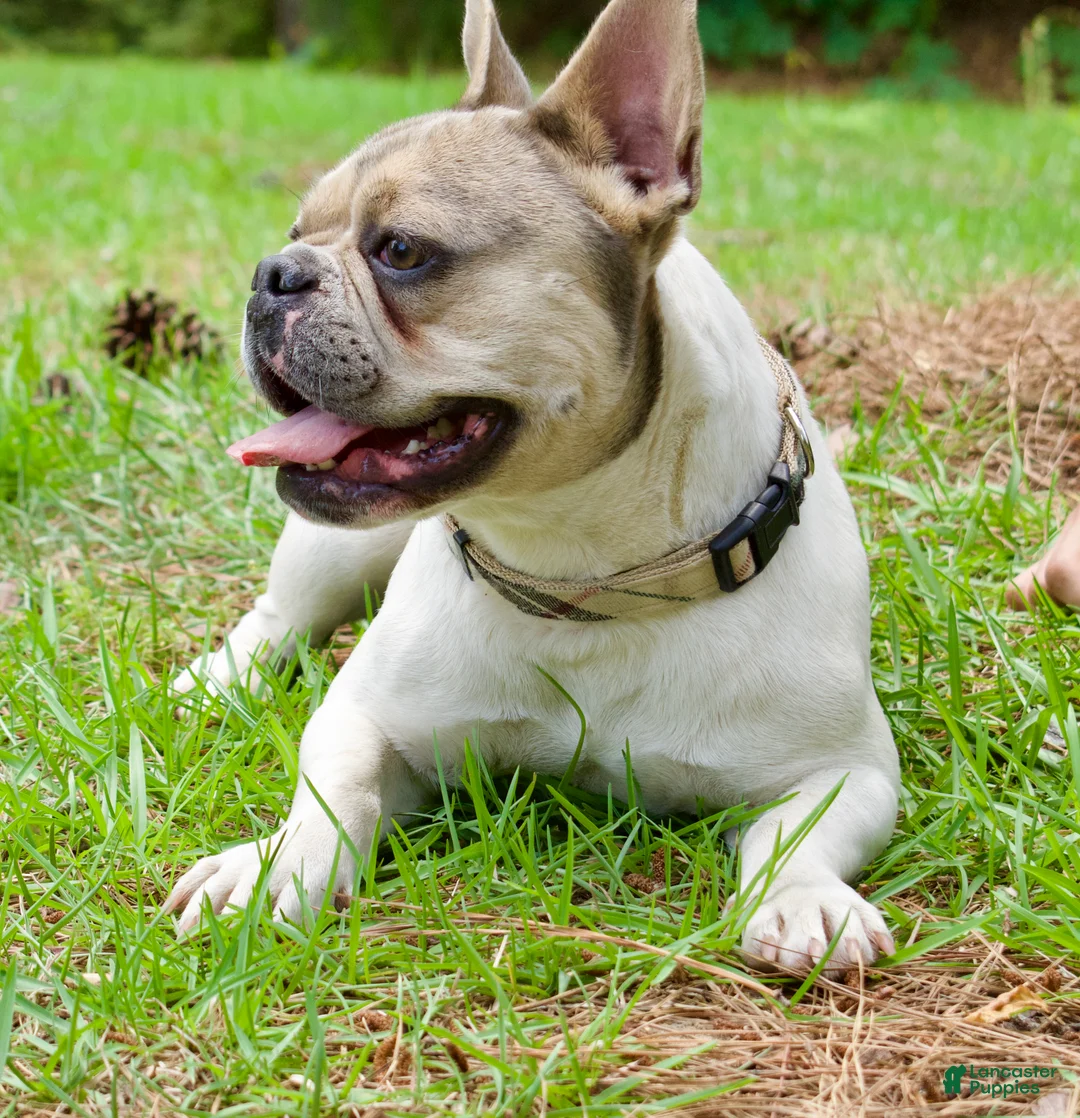 French Bulldog dogs for sale: Piper - Ad 2