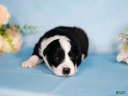 Border Collie dogs Border Collie Puppy 2 Winnie - Ad 18