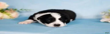 Border Collie Puppy 2 Winnie