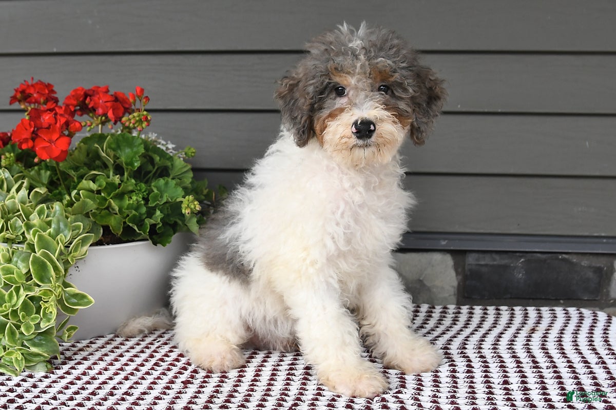 Mini Sheepadoodle dogs Spencer - Ad 1