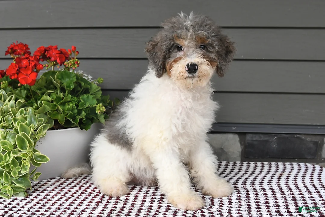Mini Sheepadoodle dogs for sale: Spencer - Ad 1