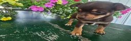 Chihuahua dogs for sale: Tippy - Ad 7