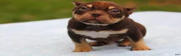 American Bully dogs for sale: Chocolate Tri Male - Ad 6
