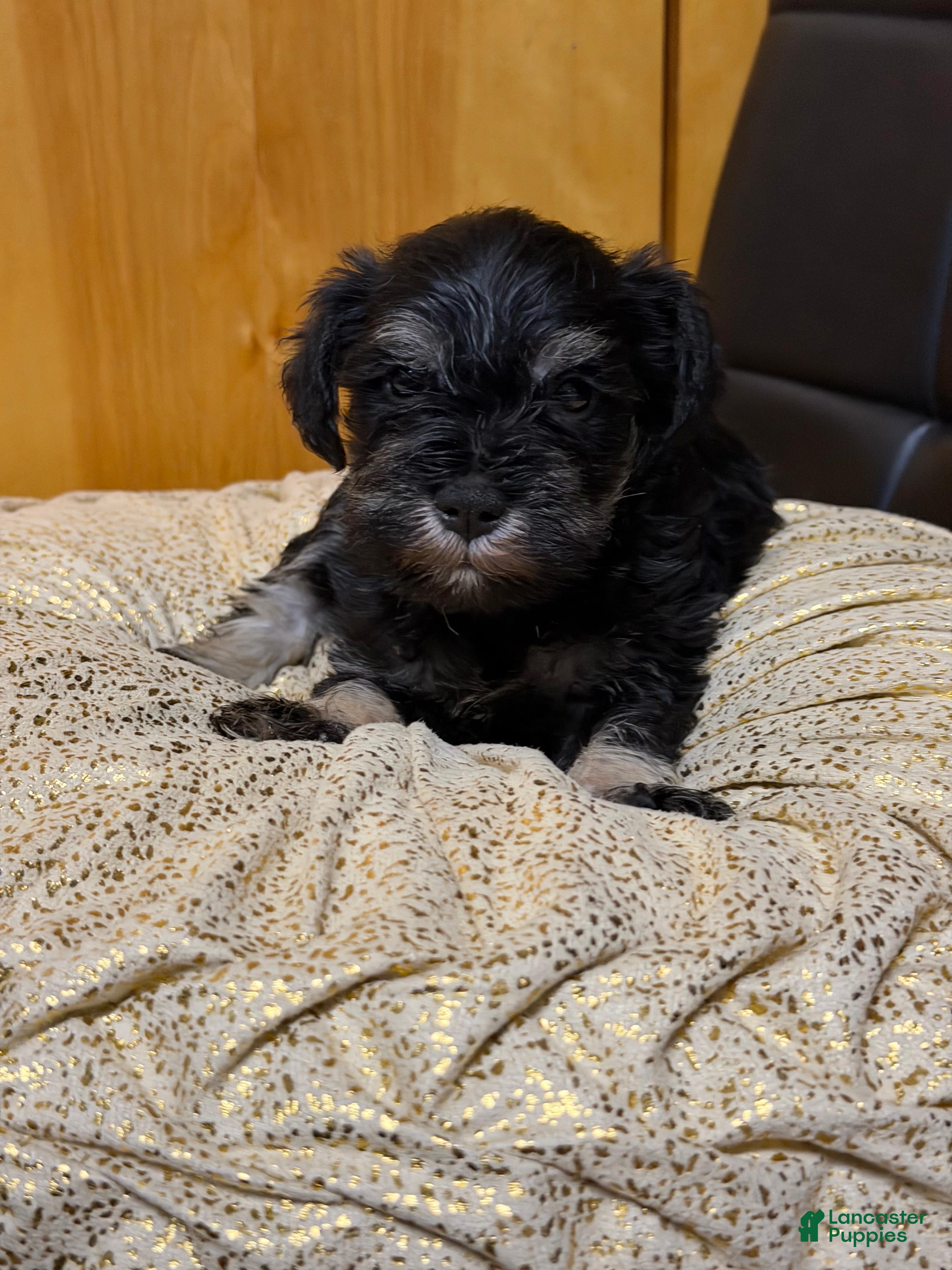 Schnauzer dogs Schnauzer Puppy 2 - Ad 7