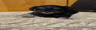 Schnauzer Puppy 2