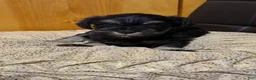 Schnauzer dogs for sale: Schnauzer Puppy 2 - Ad 1
