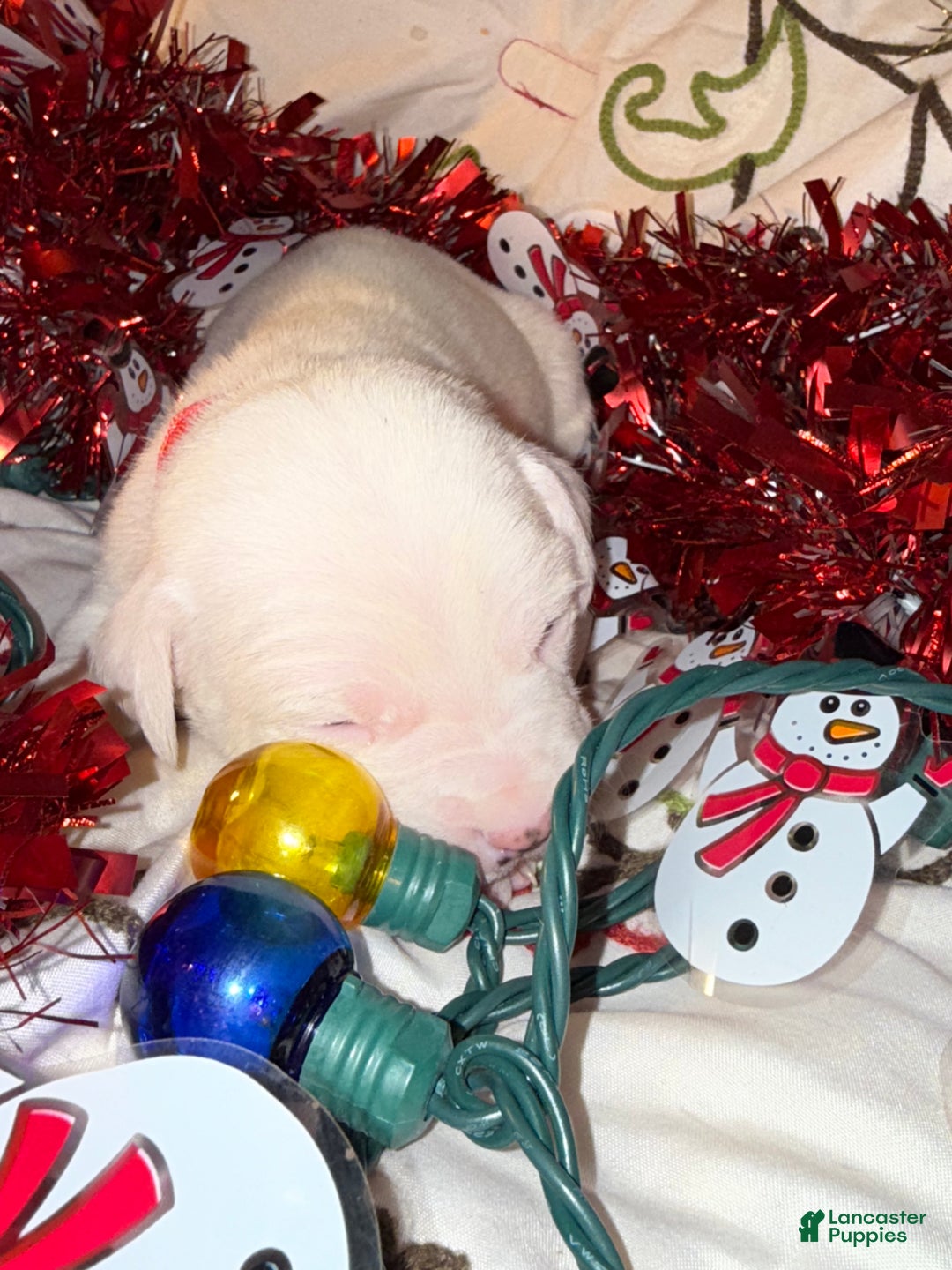 Mixed Breed dogs for sale: Puffball - Ad 3