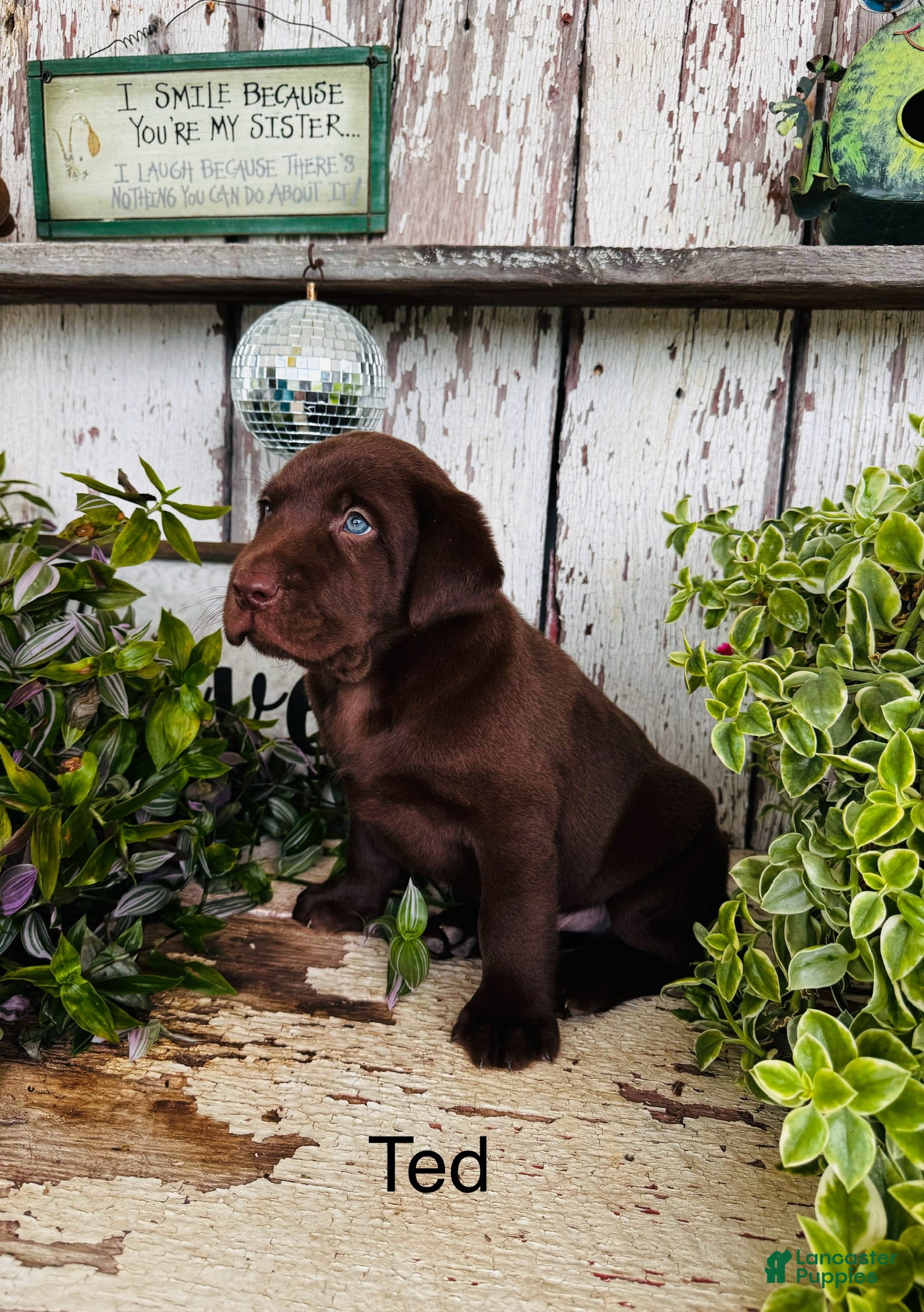 Chocolate Labrador Puppies Gumtree Mountain Labradors Chocolate