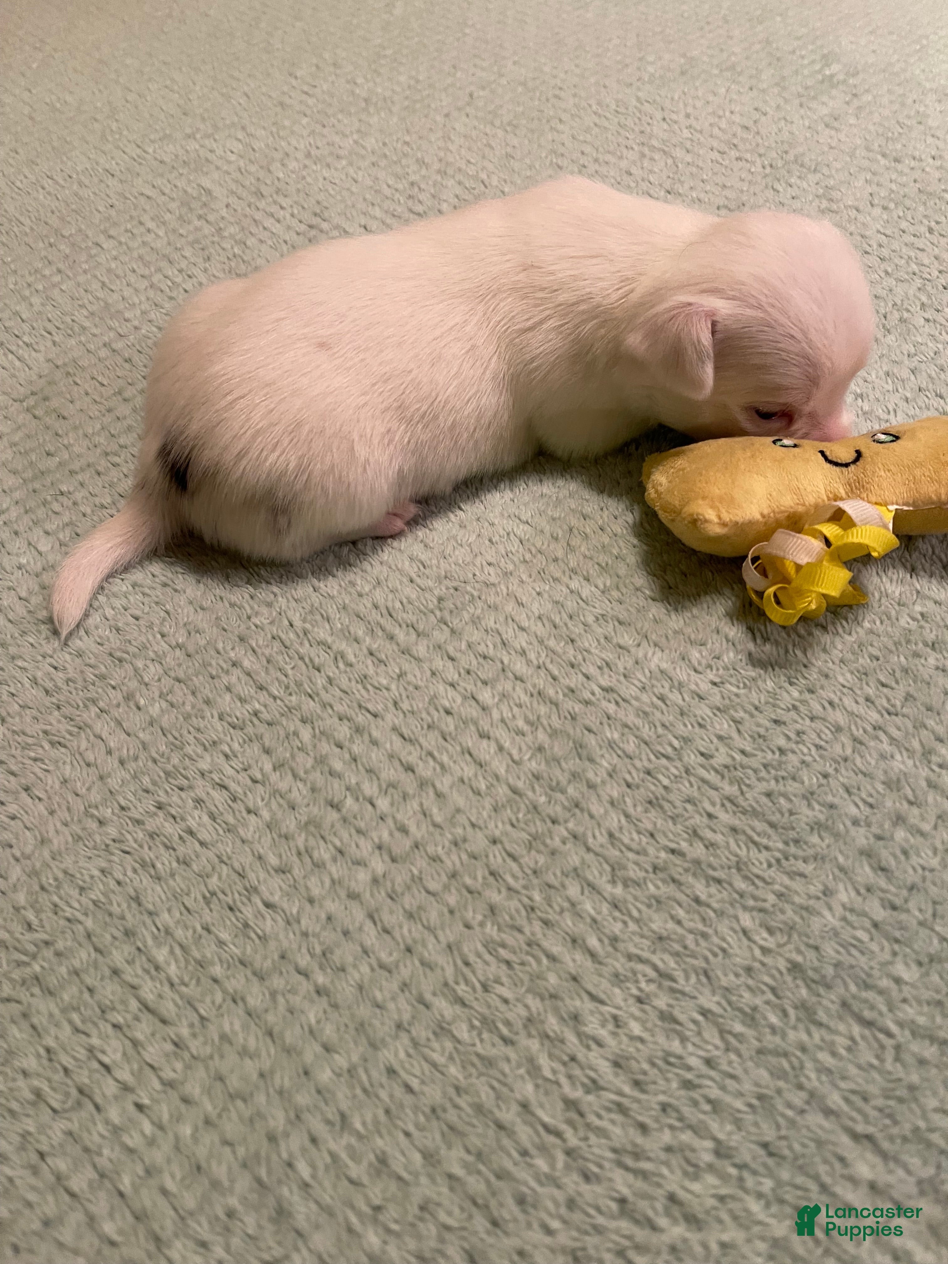 Chihuahua dogs for sale: Chihuahua 2 - Ad 2