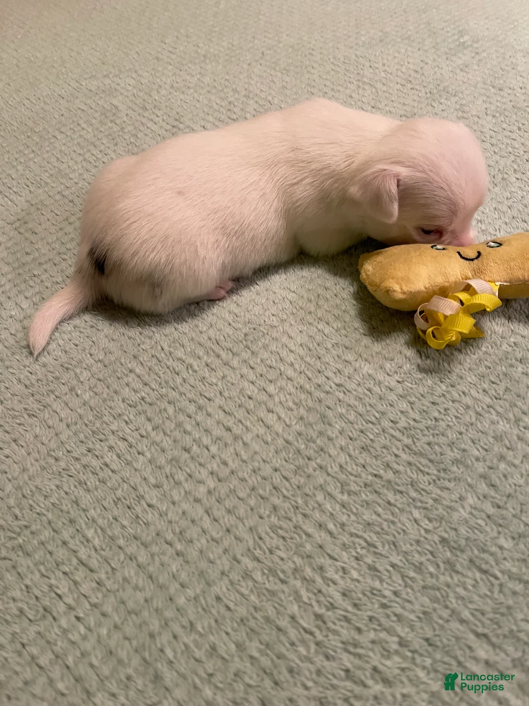 Chihuahua dogs for sale: Chihuahua 2 - Ad 2