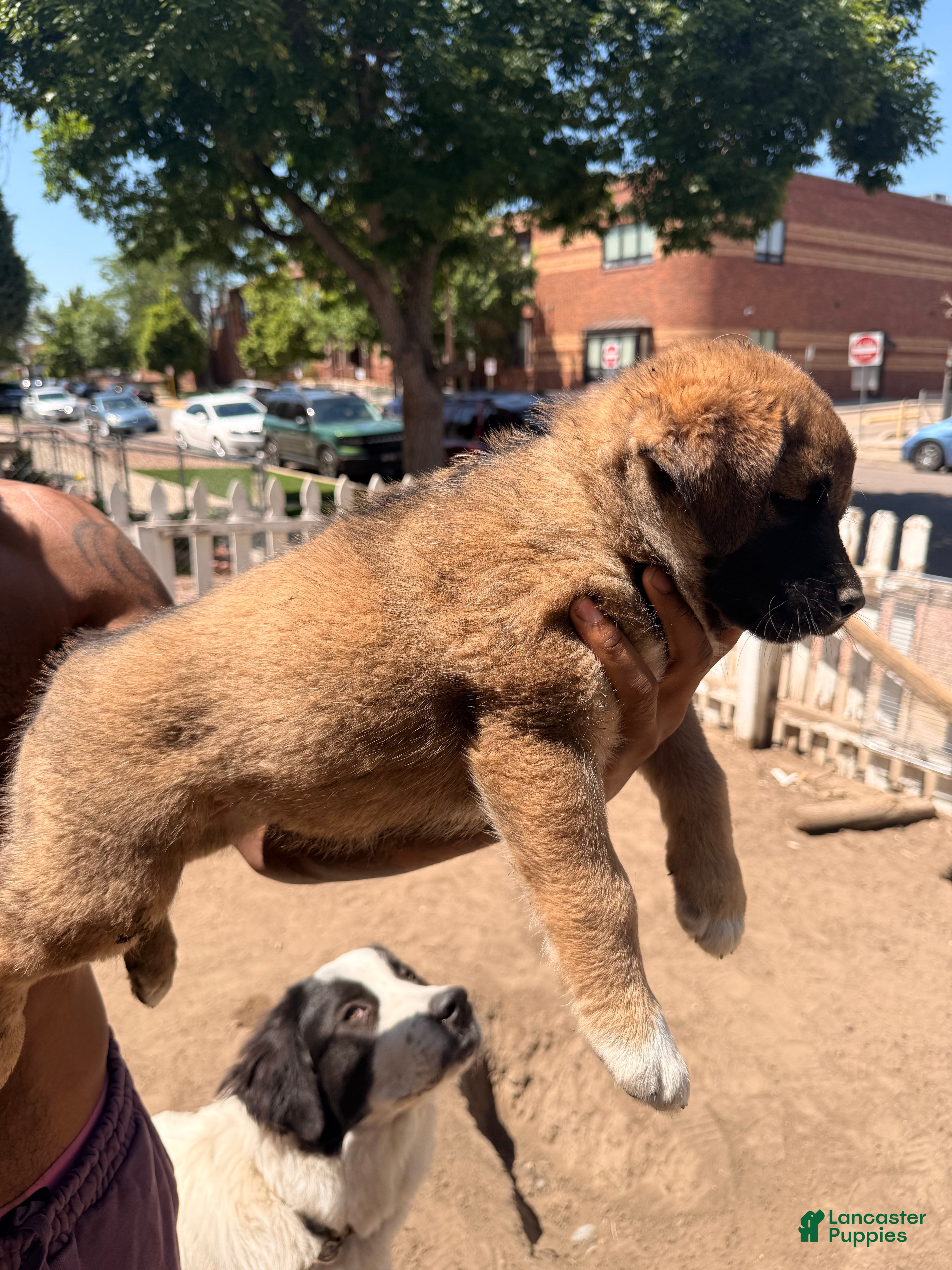 Mixed Breed dogs Spicy - Ad 2